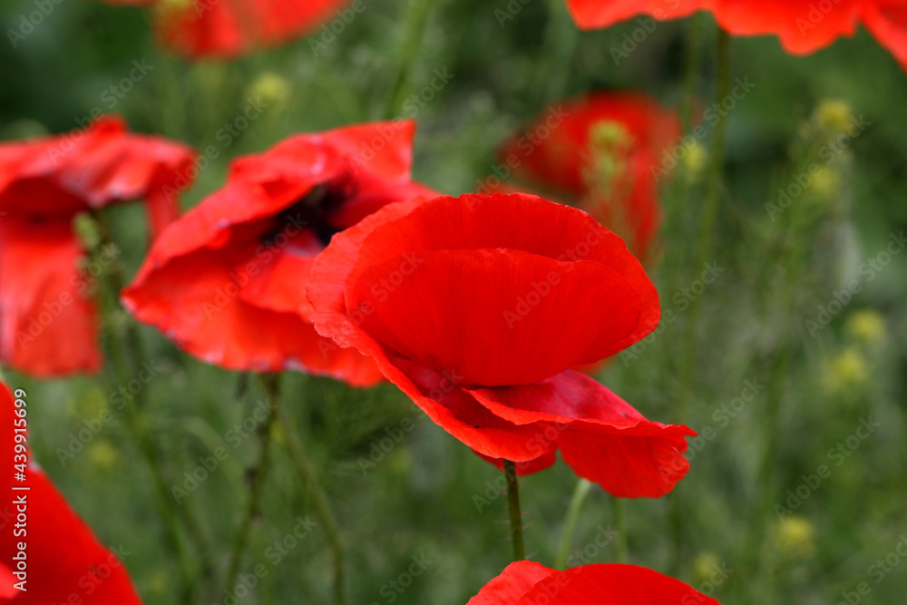 Flowers Red poppies bloom in a wild field. Beautiful field of red poppies with selective focus and color. Soft light. A glade of red poppies. Toning. Fashionable Creative Processing in Dark Low Key Flowers Red poppies bloom in a wild field. Beautiful field of red poppies with selective focus and color. Soft light. A glade of red poppies. Toning. Fashionable Creative Processing in Dark Low Key