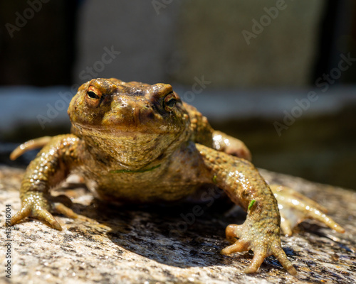 Closeup of a frog on a wooden surface photo