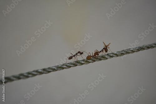 Wallpaper Mural Red imported fire ant,Action of fire ant Torontodigital.ca