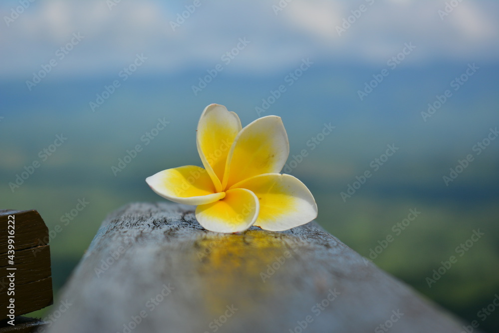 custom made wallpaper toronto digitalplumeria flower in the sky