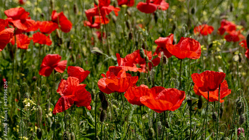 Flowers Red poppies bloom in a wild field. Beautiful field of red poppies with selective focus and color. Soft light. A glade of red poppies. Toning. Fashionable Creative Processing in Dark Low Key