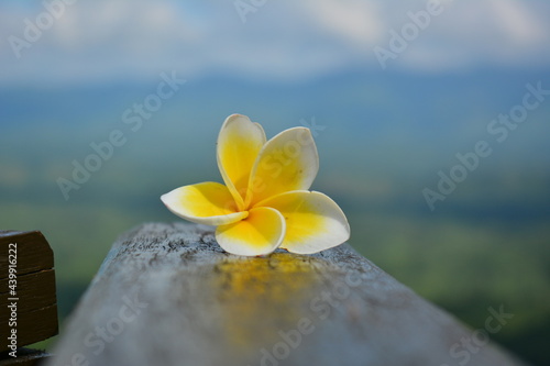 Wallpaper Mural plumeria flower in the sky Torontodigital.ca
