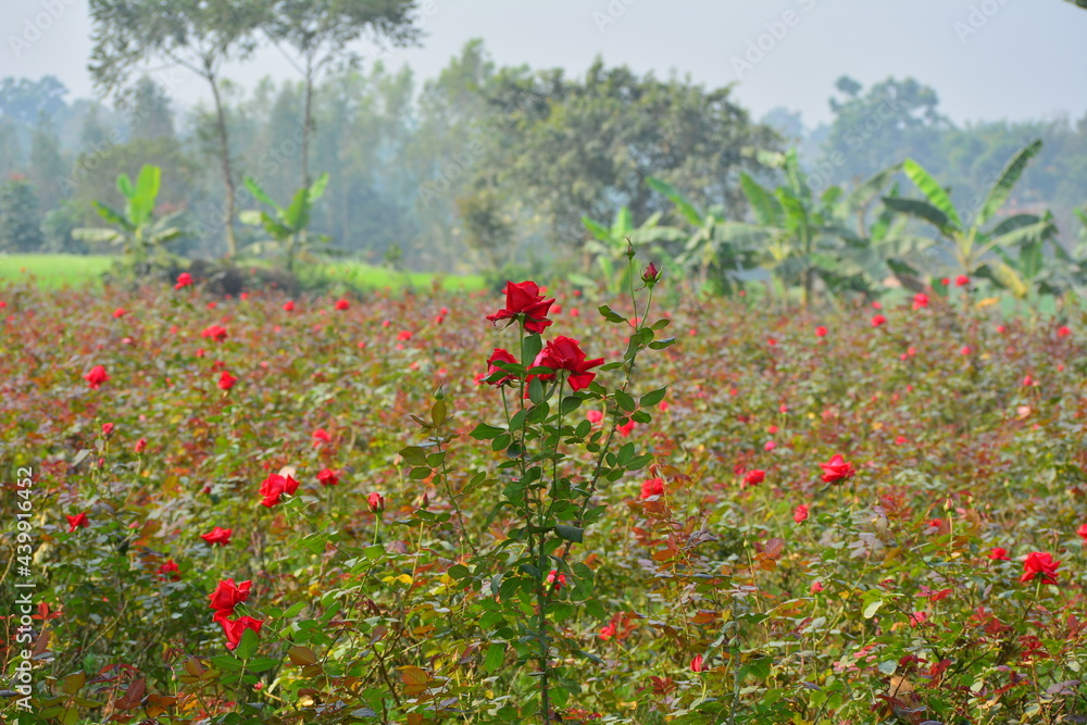 Red rose flower blooming in roses garden on background red roses flowers