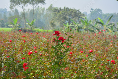 Wallpaper Mural Red rose flower blooming in roses garden on background red roses flowers Torontodigital.ca