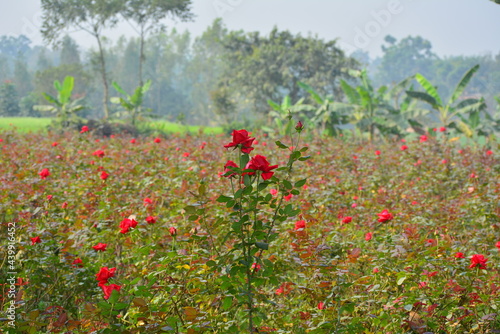 Red rose flower blooming in roses garden on background red roses flowers