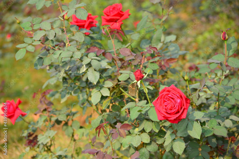 custom made wallpaper toronto digitalBeautiful roses in garden, roses for Valentine Day