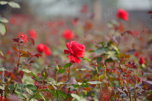 Wallpaper Mural Beautiful roses in garden, roses for Valentine Day Torontodigital.ca