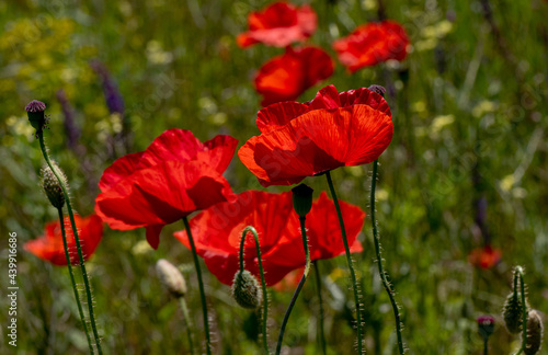 Flowers Red poppies bloom in a wild field. Beautiful field of red poppies with selective focus and color. Soft light. A glade of red poppies. Toning. Fashionable Creative Processing in Dark Low Key