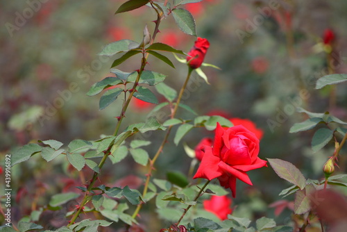 Wallpaper Mural Roses around the world, rose garden Torontodigital.ca