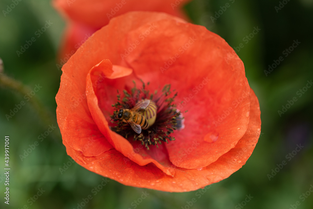 Flowers Red poppies bloom in a wild field. Beautiful field of red poppies with selective focus and color. Soft light. A glade of red poppies. Toning. Fashionable Creative Processing in Dark Low Key Flowers Red poppies bloom in a wild field. Beautiful field of red poppies with selective focus and color. Soft light. A glade of red poppies. Toning. Fashionable Creative Processing in Dark Low Key