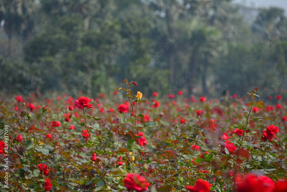 custom made wallpaper toronto digitalRed rose flower blooming in roses garden on background red roses flowers