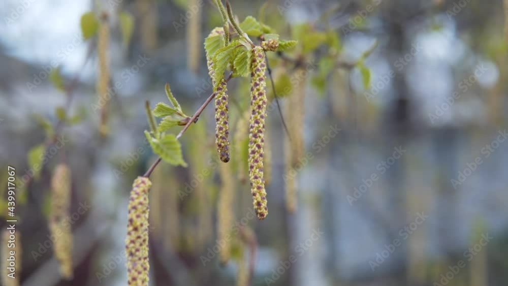 beautiful birch after the rain. birch catkins with dew drops. ecology. clean air beautiful birch after the rain. birch catkins with dew drops. ecology. clean air
