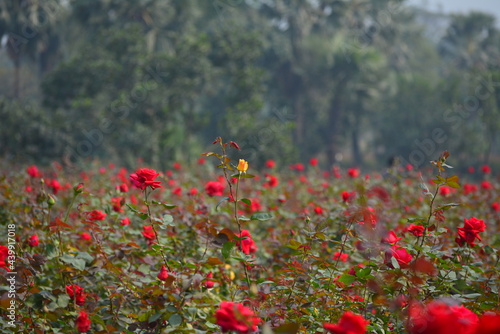 Wallpaper Mural Red rose flower blooming in roses garden on background red roses flowers Torontodigital.ca