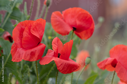 Flowers Red poppies bloom in a wild field. Beautiful field of red poppies with selective focus and color. Soft light. A glade of red poppies. Toning. Fashionable Creative Processing in Dark Low Key