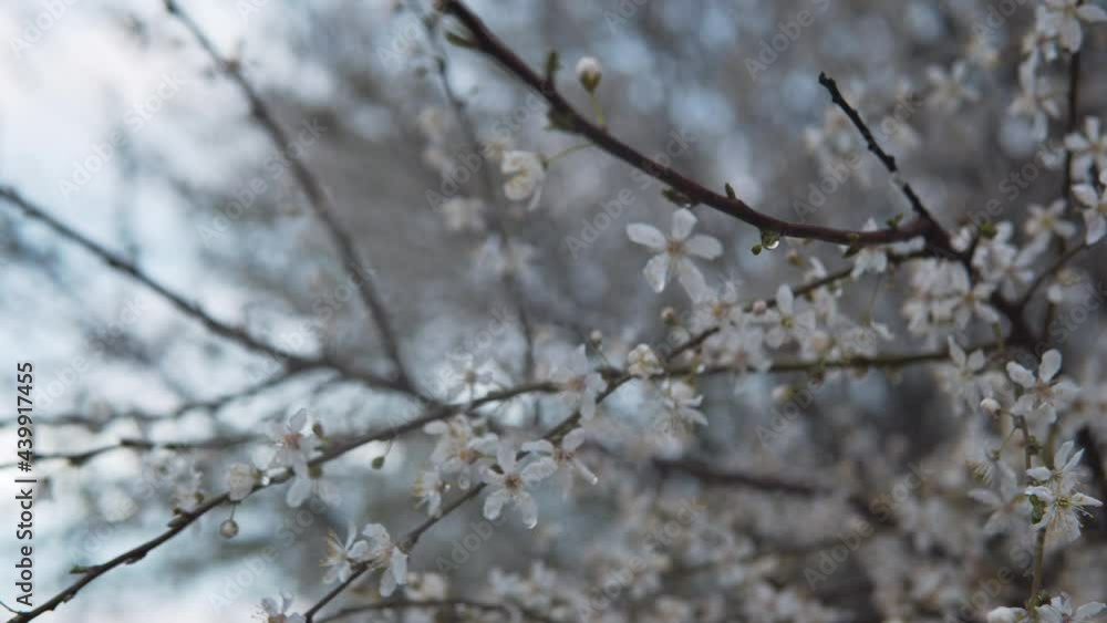 a flowering tree. in the spring, flowers bloom on the trees. beautiful spring. branch with flowers a flowering tree. in the spring, flowers bloom on the trees. beautiful spring. branch with flowers