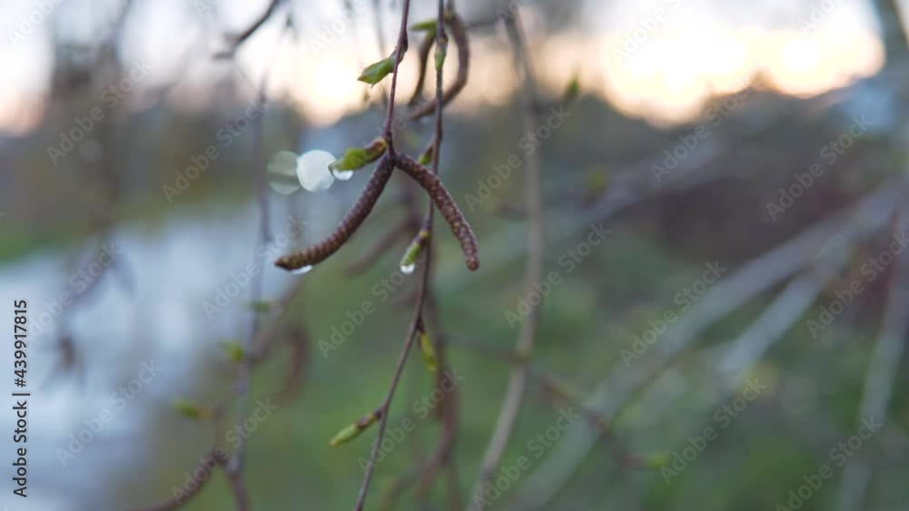 birch twig with raindrops, branch with dew drops, early spring, car headlights birch twig with raindrops, branch with dew drops, early spring, car headlights