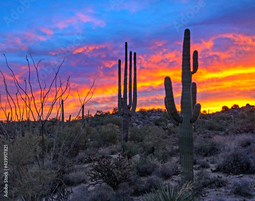 Desert Sunrise Landscape With Cactus Near Scottsdale, AZ