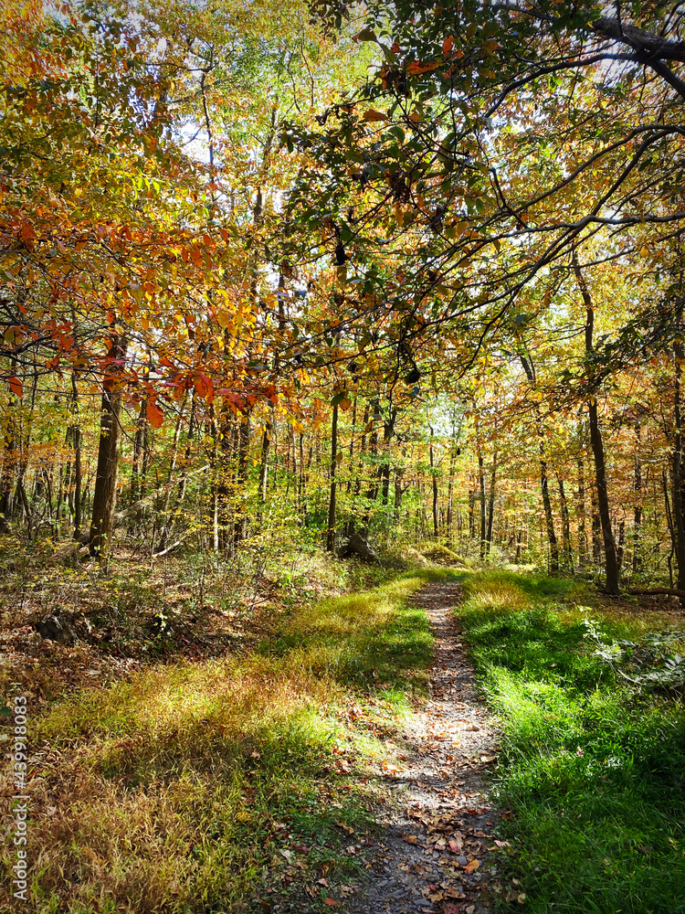 Autumn Nature Hiking Trail Through Colorful Forest of Fall Leaves Trees in October