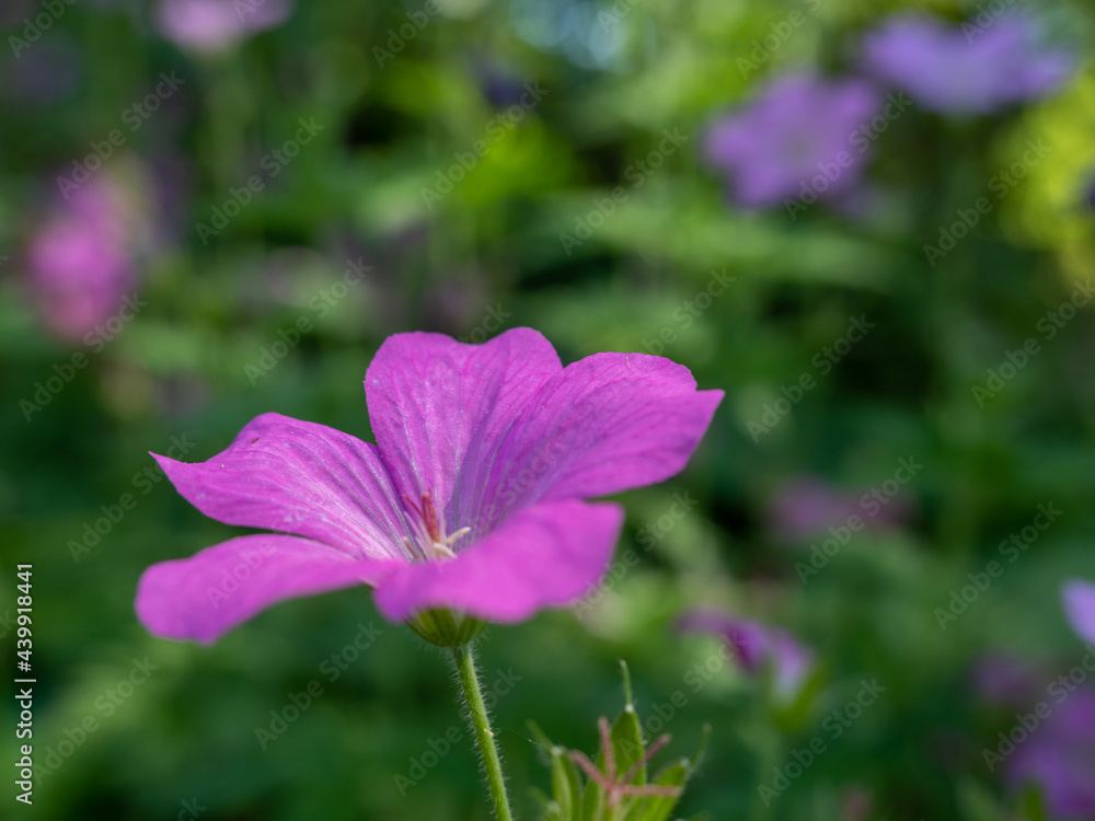 Fototapeta premium Purple geranium sanguine in the park.