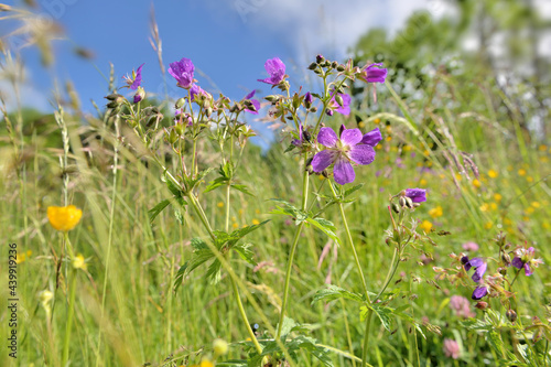 pink wild  flowers  blooming in alpine meadow  on cloudy sky background