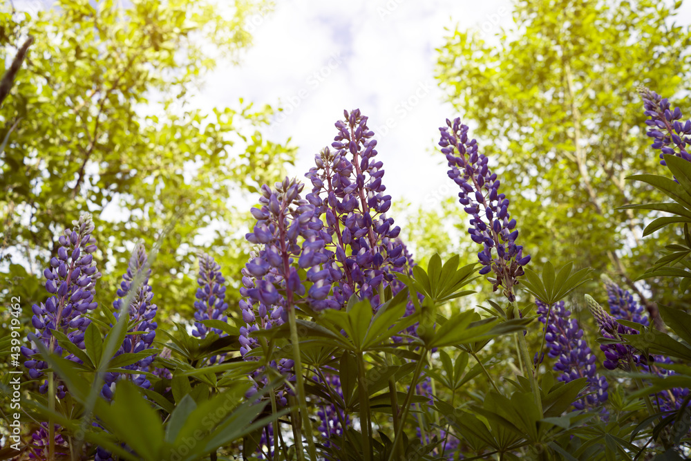 Obraz premium beautiful lilac flowers of lupines on a background of the sky. beautiful natural background.