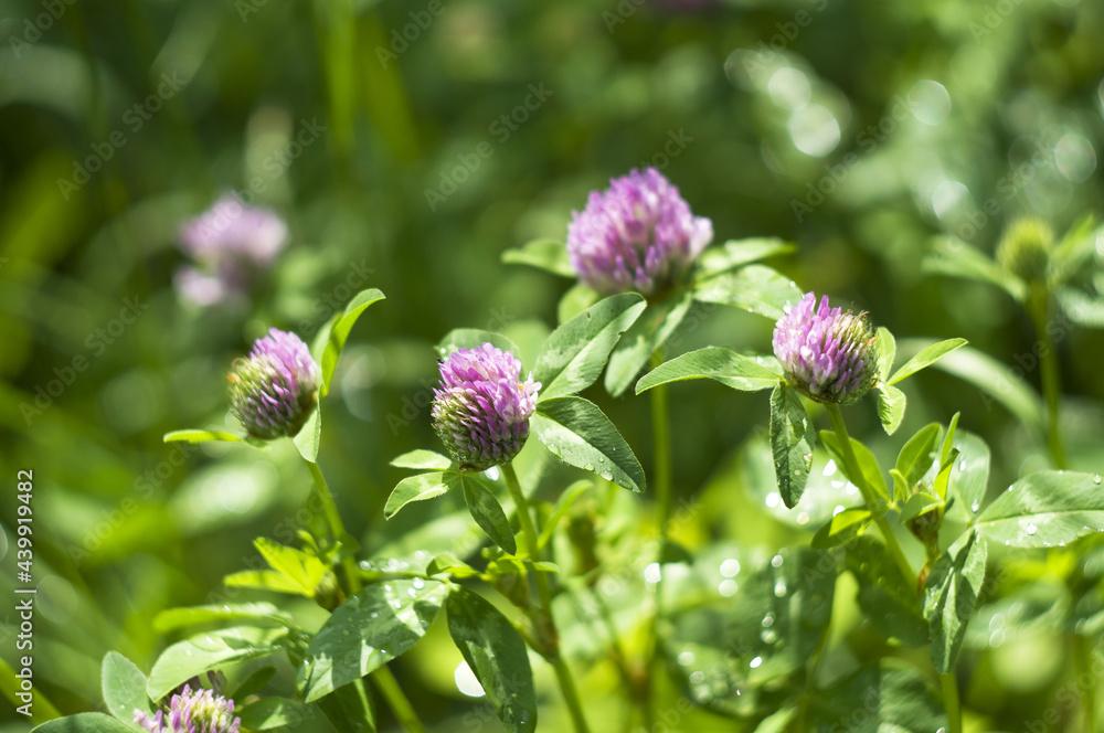 flowers of pink clover among green leaves. selective focus. flowers of pink clover among green leaves. selective focus.