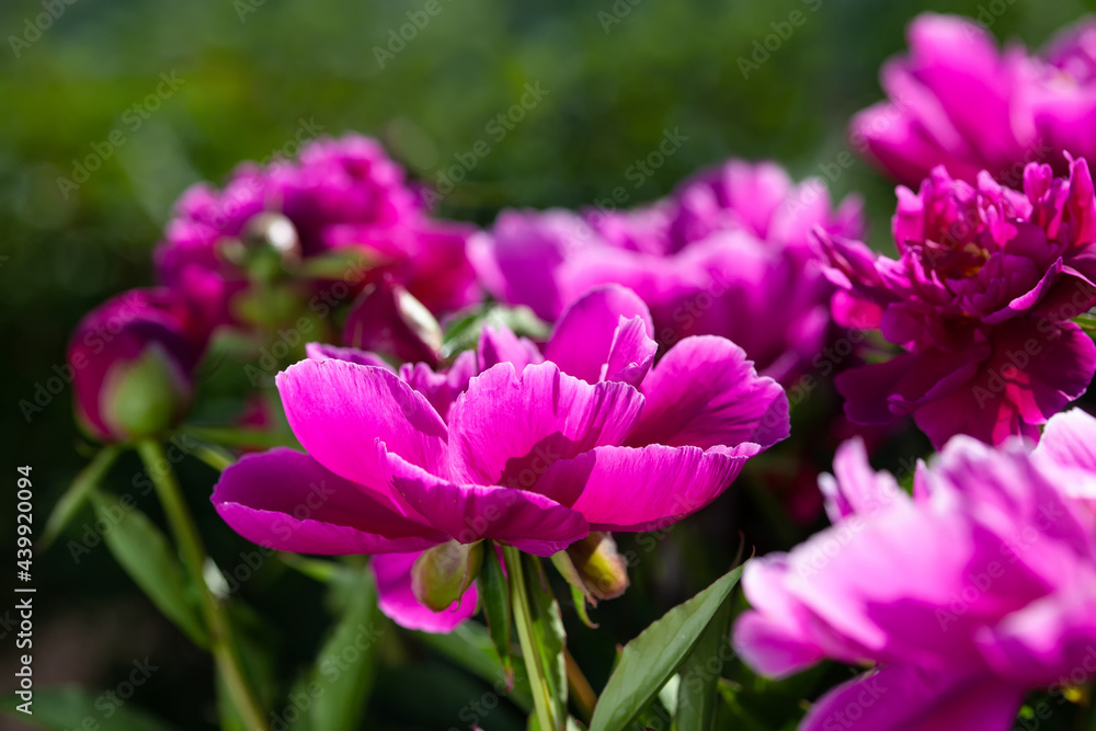 Beautiful purple peonies in the garden close-up. Peony flowers bathed in the sun on a dark green background. Summer floral background. Beautiful purple peonies in the garden close-up. Peony flowers bathed in the sun on a dark green background. Summer floral background.