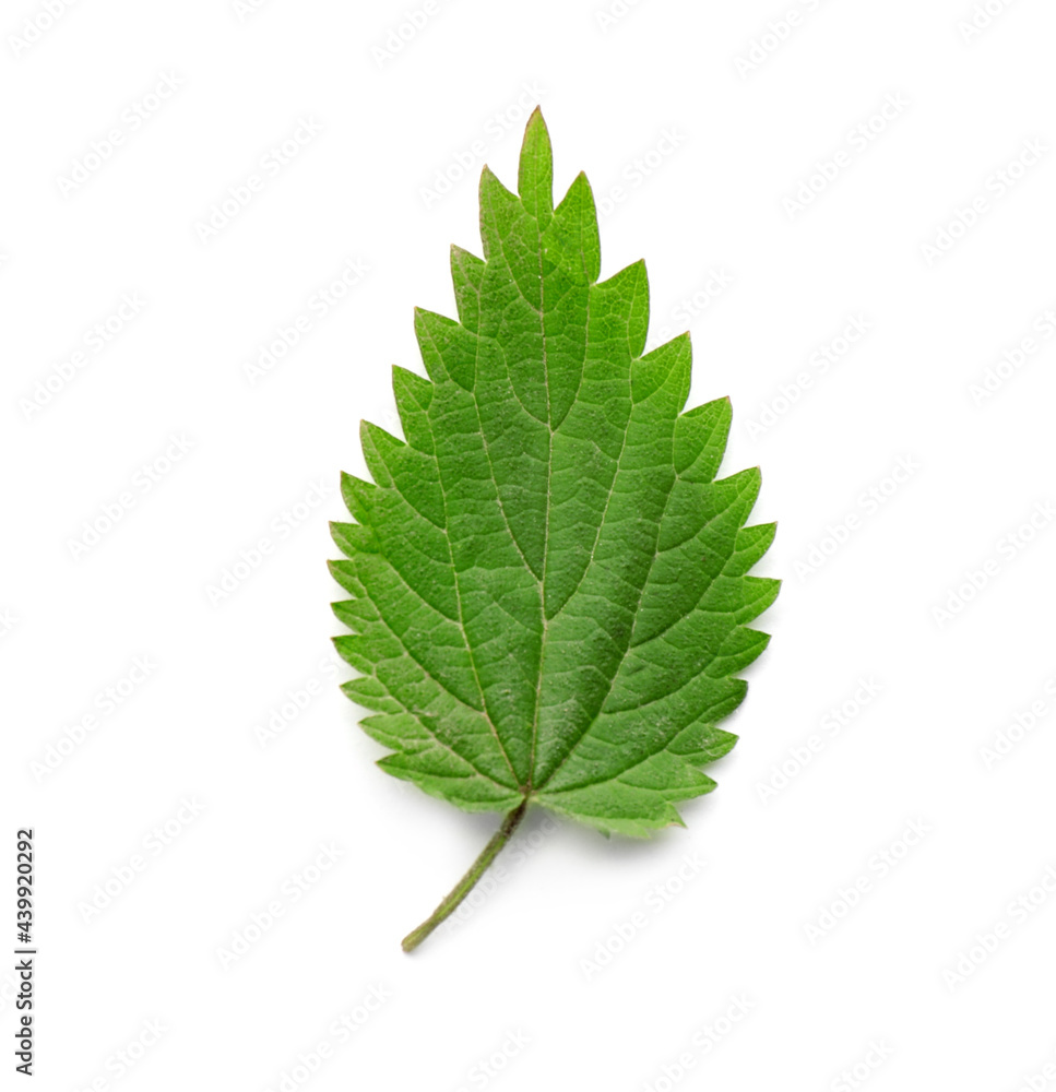 Leaf of stinging nettle isolated on white