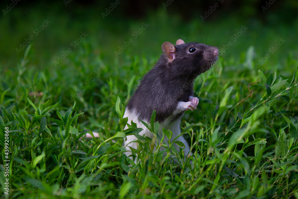 rat on grass rat on grass