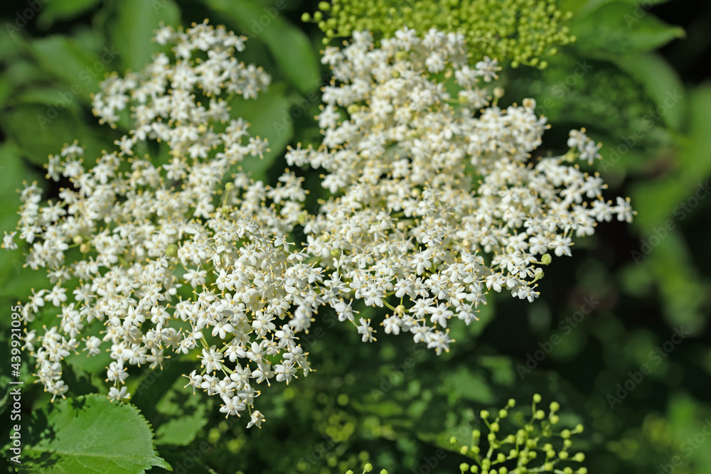 Blühender Holunder, Sambucus nigra, im Frühling Blühender Holunder, Sambucus nigra, im Frühling