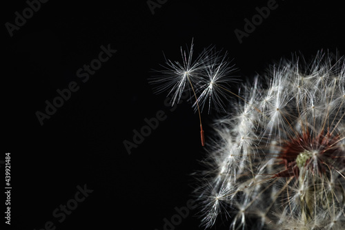 Beautiful dandelion flower on black background  closeup. Space for text