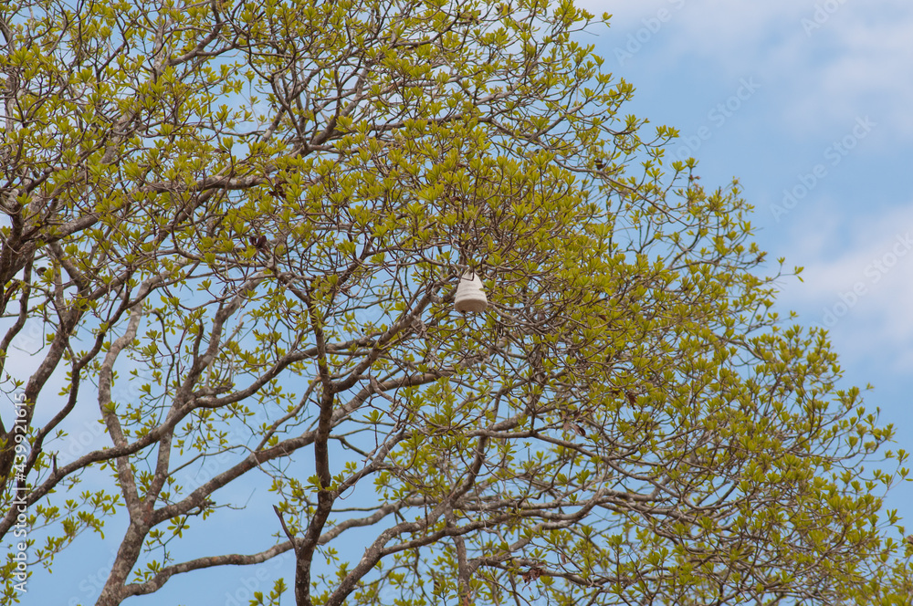 Obraz premium bell shaped beehive on tall tree