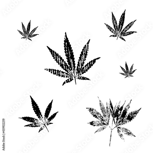 Prints of cannabis leaves on a white background.