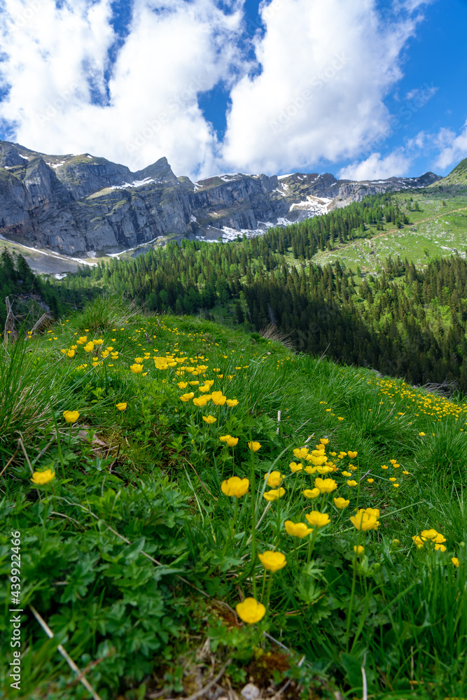 summer tyrol alms view with little yellow flowers hills and mountains