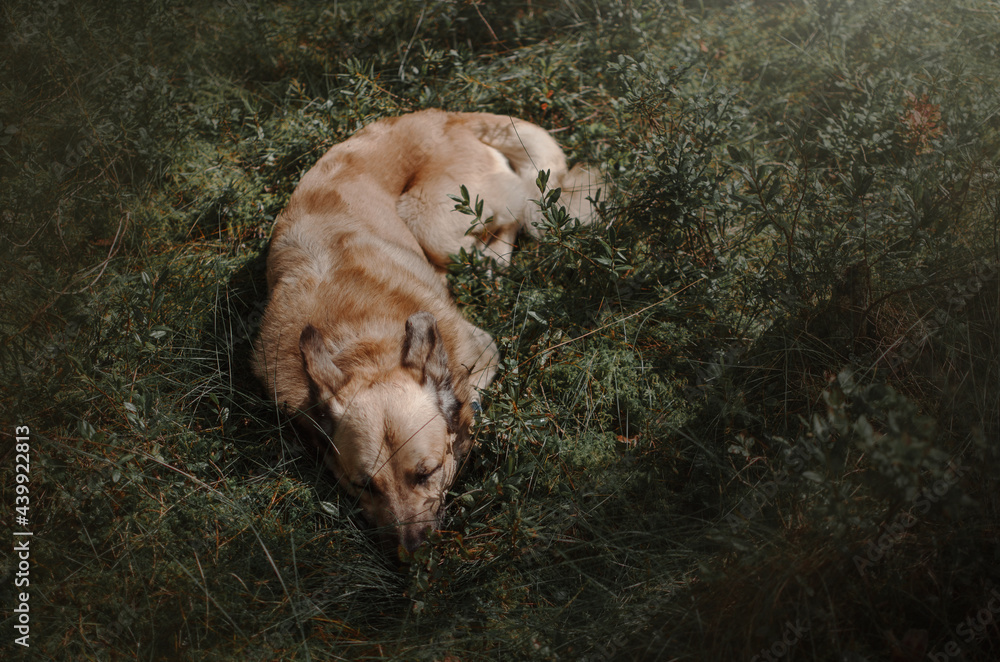 the dog lies on the grass the dog lies on the grass