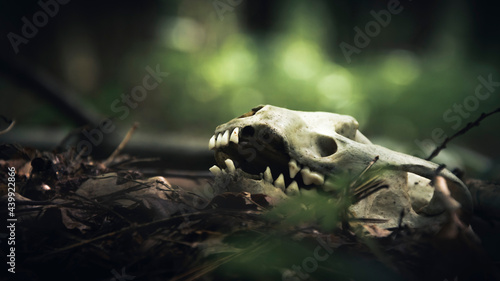 The skull of an animal