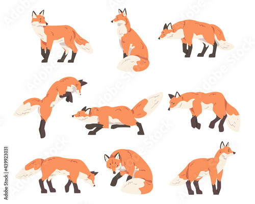 Red Fox Activity Set, Wild Predator Forest Mammal Animal Cartoon Vector Illustration