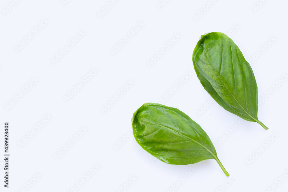Basil leaves on white background. Basil leaves on white background.