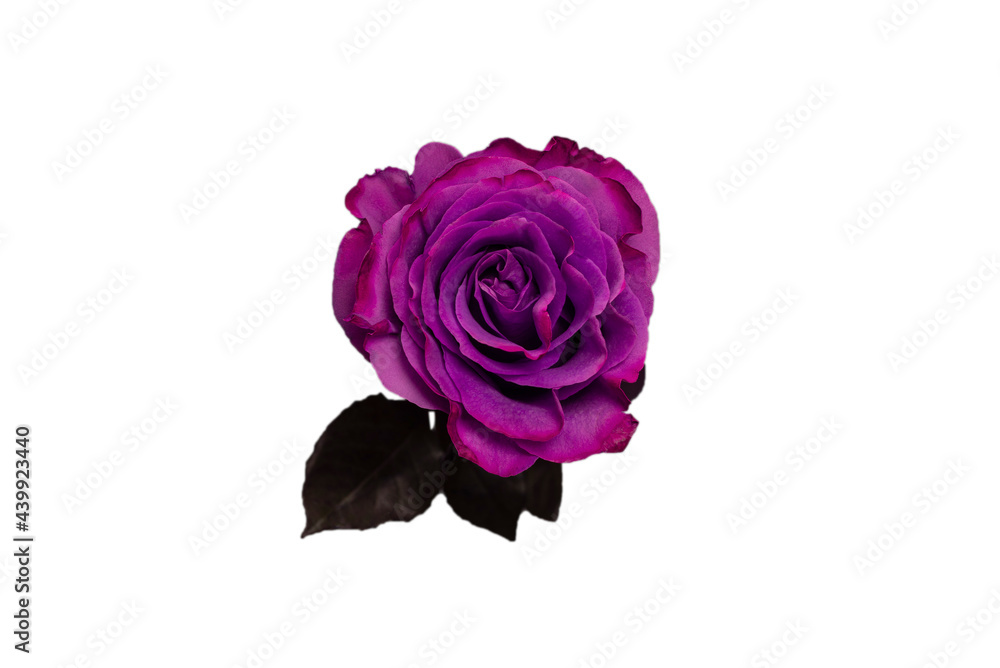 Purple rose isolated on a white background. Purple rose isolated on a white background.