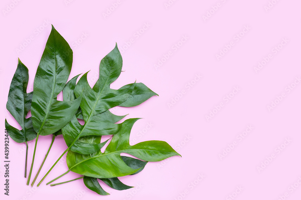 Monstera deliciosa liebm leaves on green background. Monstera deliciosa liebm leaves on green background.