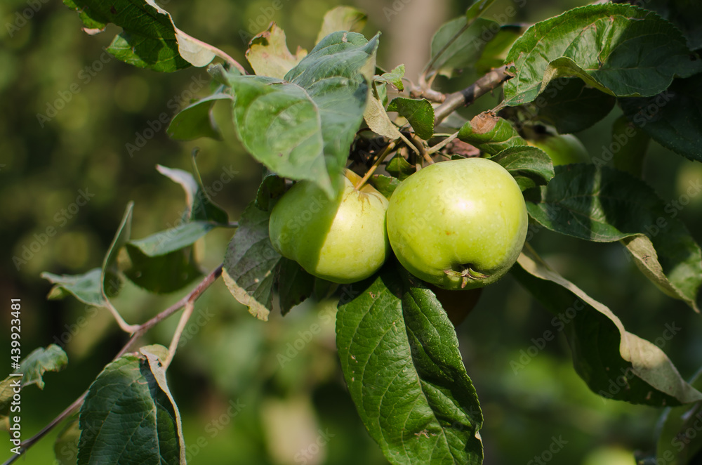 for ripe green apples hang on a branch
