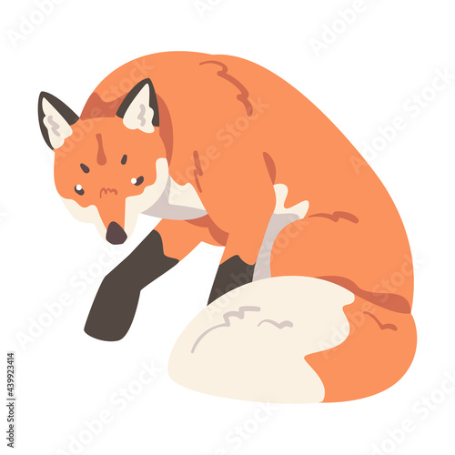 Red Sitting Fox, Wild Predator Forest Mammal Animal Cartoon Vector Illustration