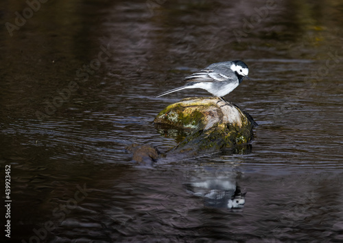 White Wagtail - Motacilla alba on the Zenn River photo