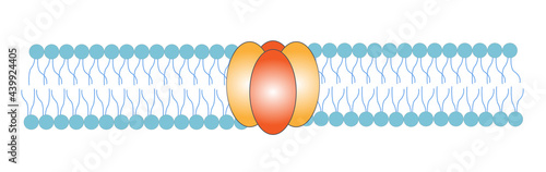  NMDA receptor vector illustration