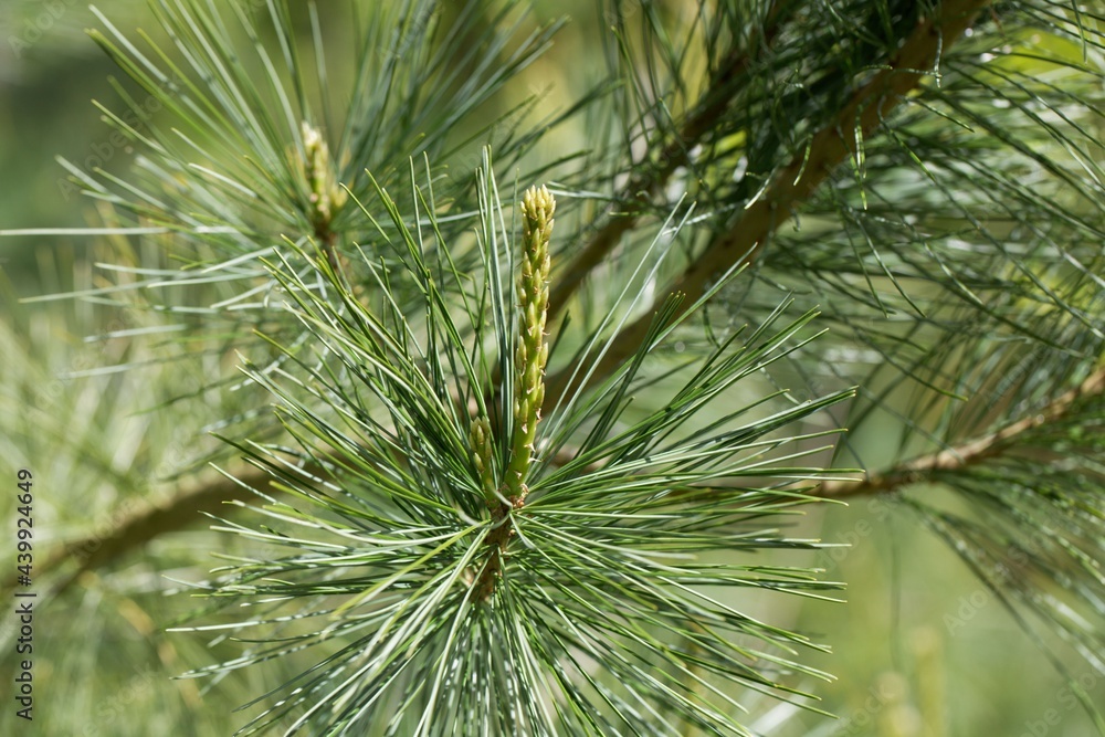 Shoot of a Chinese white pine, Pinus armandii Shoot of a Chinese white pine, Pinus armandii
