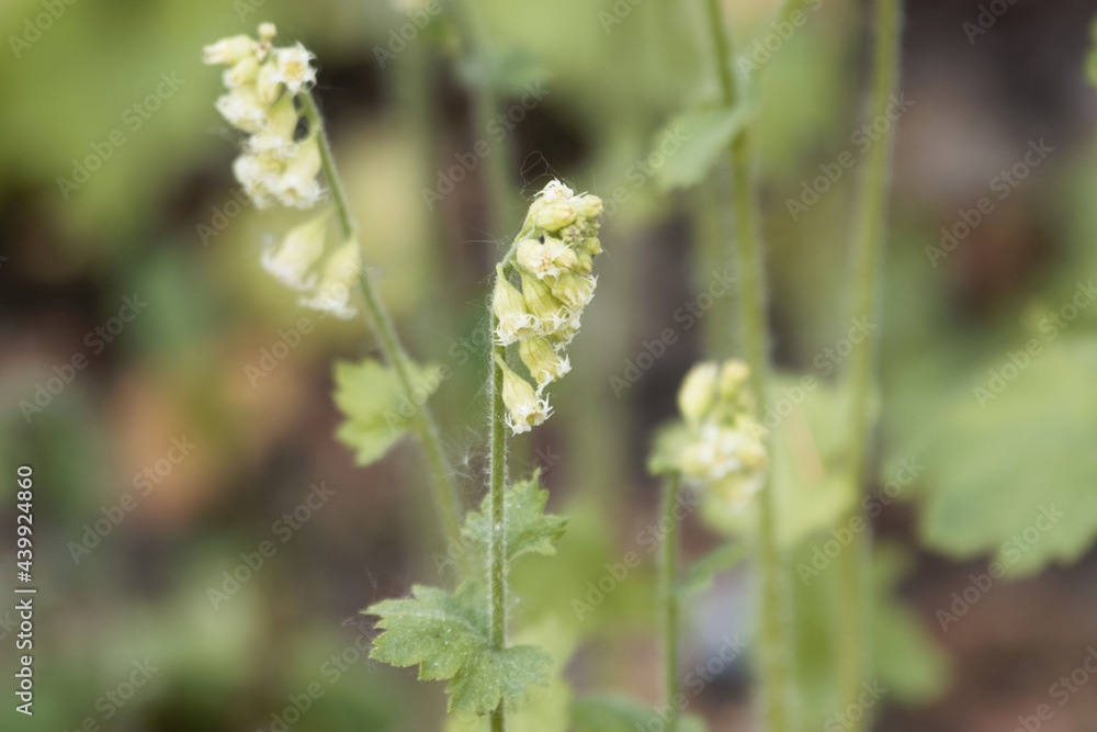 Bigflower tellima, Tellima grandiflora Bigflower tellima, Tellima grandiflora