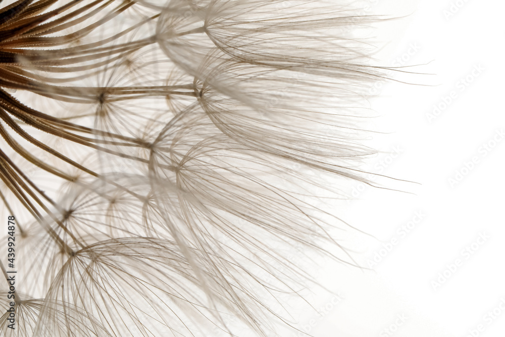 Beautiful fluffy dandelion flower on white background, closeup - obrazy, fototapety, plakaty 
