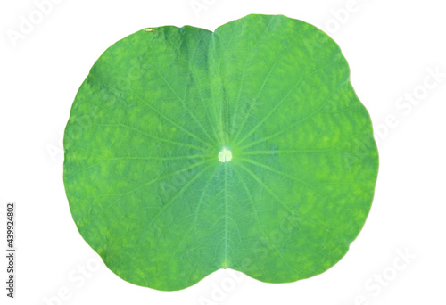 A Lotus leaf on white background.