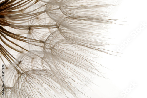Beautiful fluffy dandelion flower on white background, closeup photo