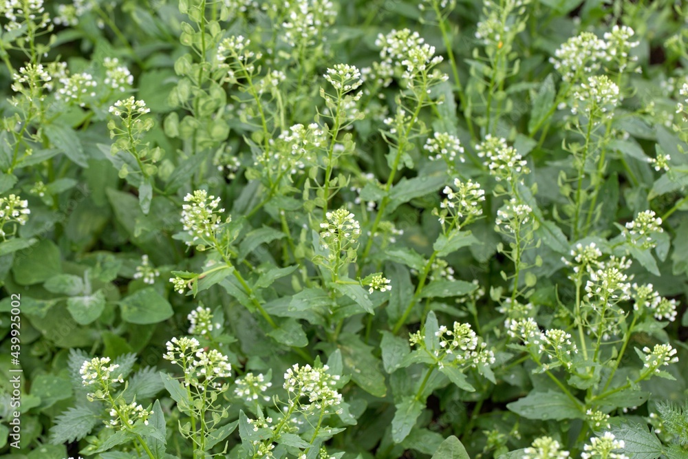 Field pennycress, Thlaspi arvense Field pennycress, Thlaspi arvense